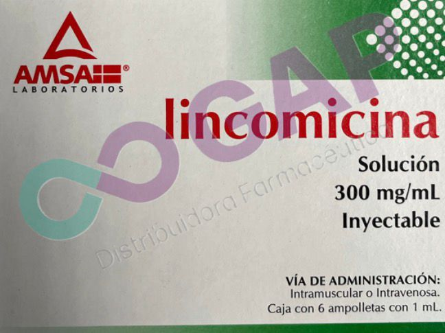 GE LINCOMICINA 300MG/1ML INY 6 AMP AMSA